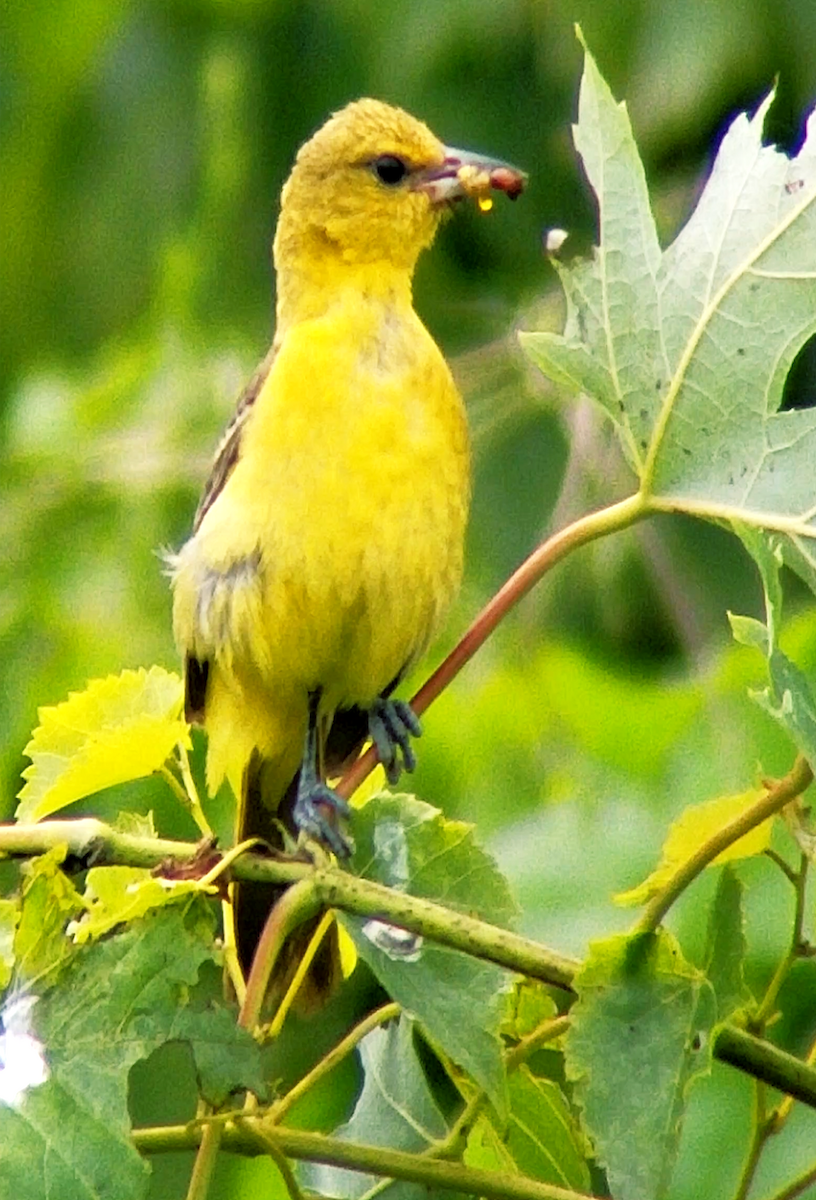 Orchard Oriole - ML65794431