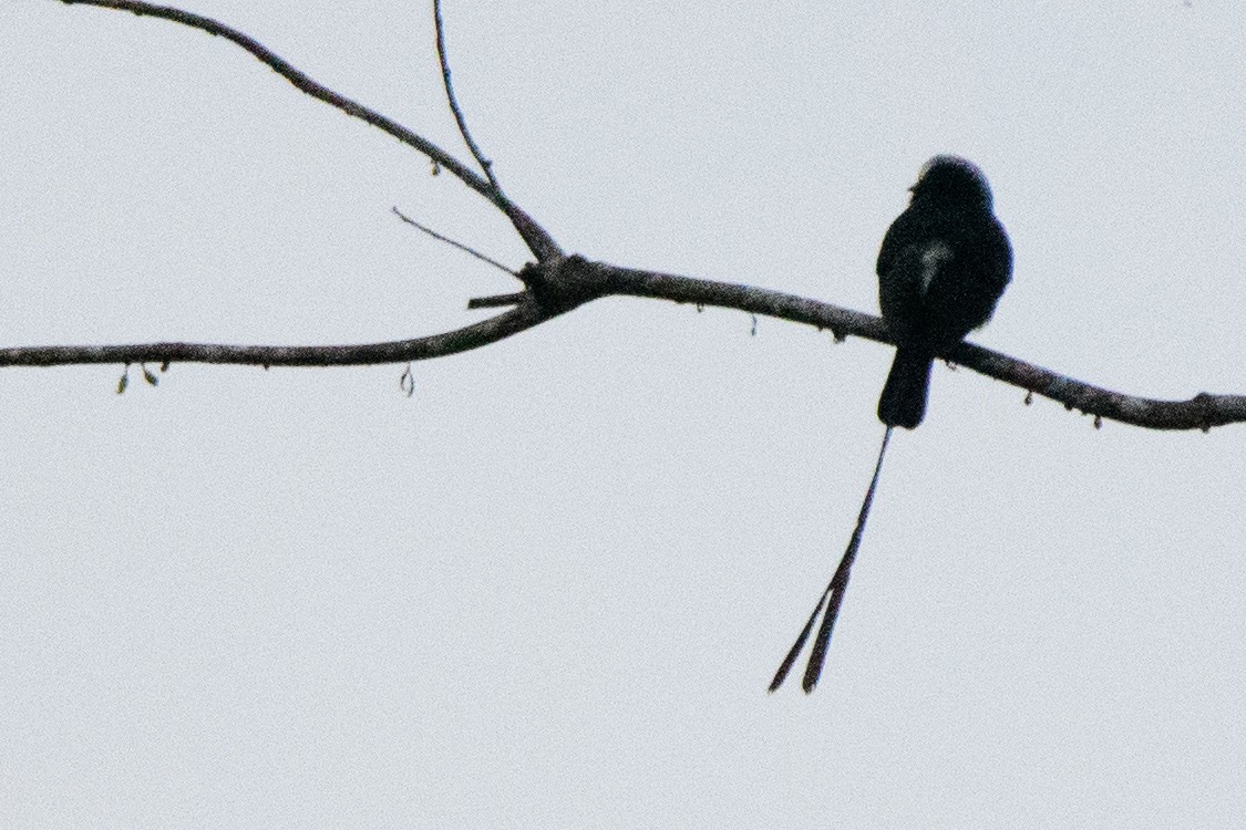 Long-tailed Tyrant - ML657944706