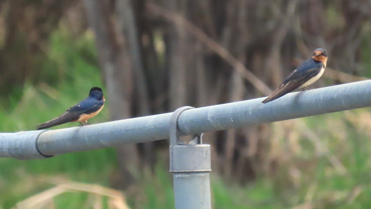 Barn Swallow - ML657944729