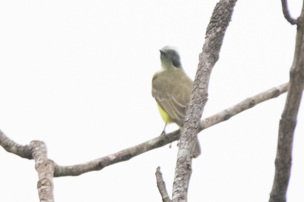 Social Flycatcher - ML657944823