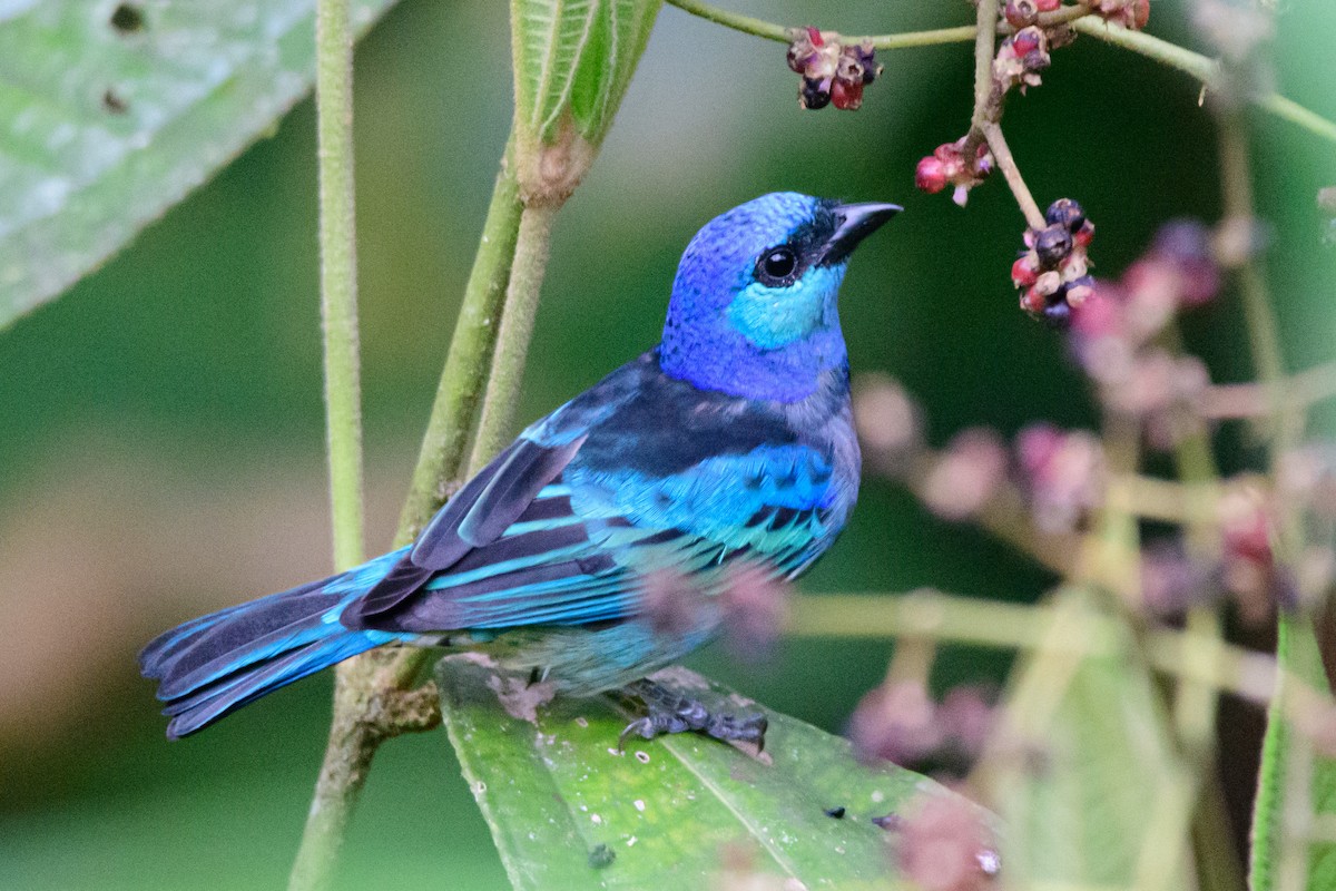 Masked Tanager - ML657944849