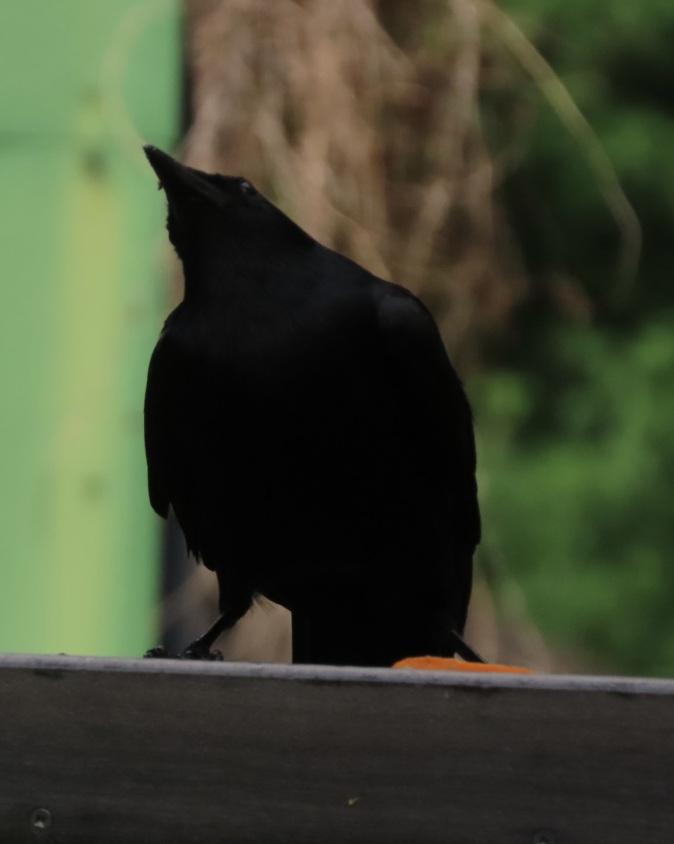 Fish Crow - ML657945093