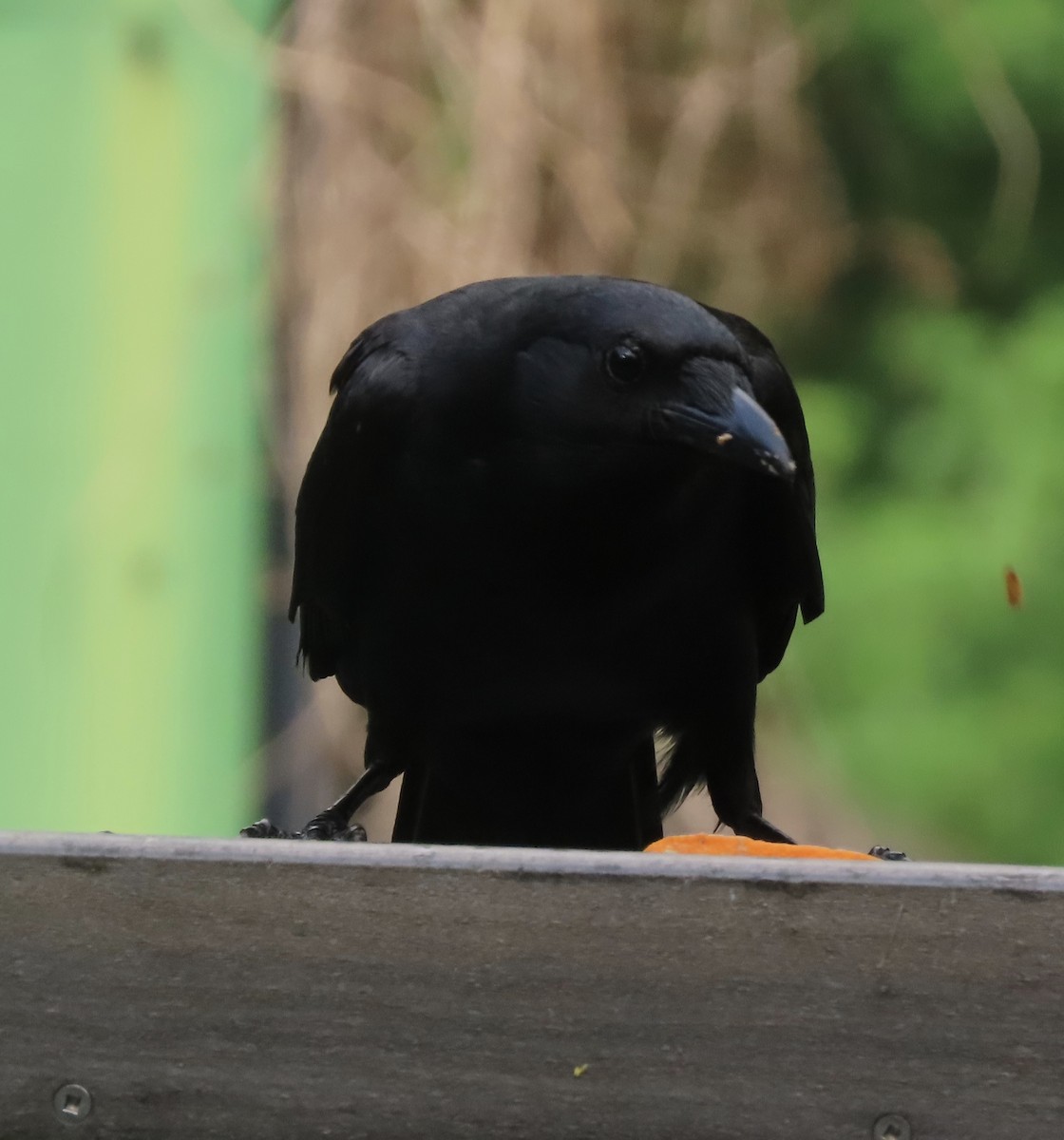 Fish Crow - ML657945094
