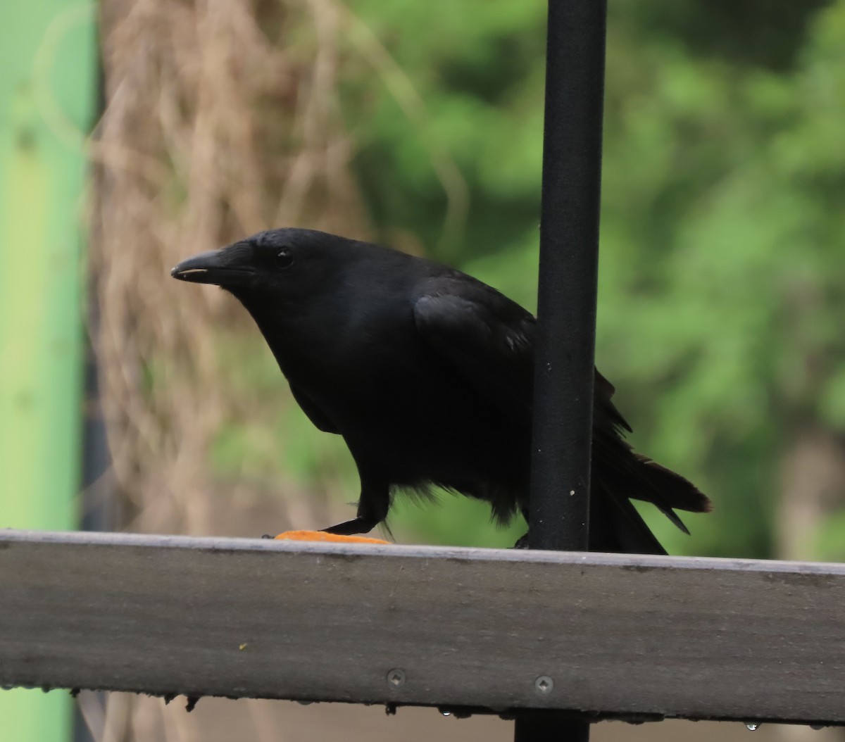 Fish Crow - ML657945095