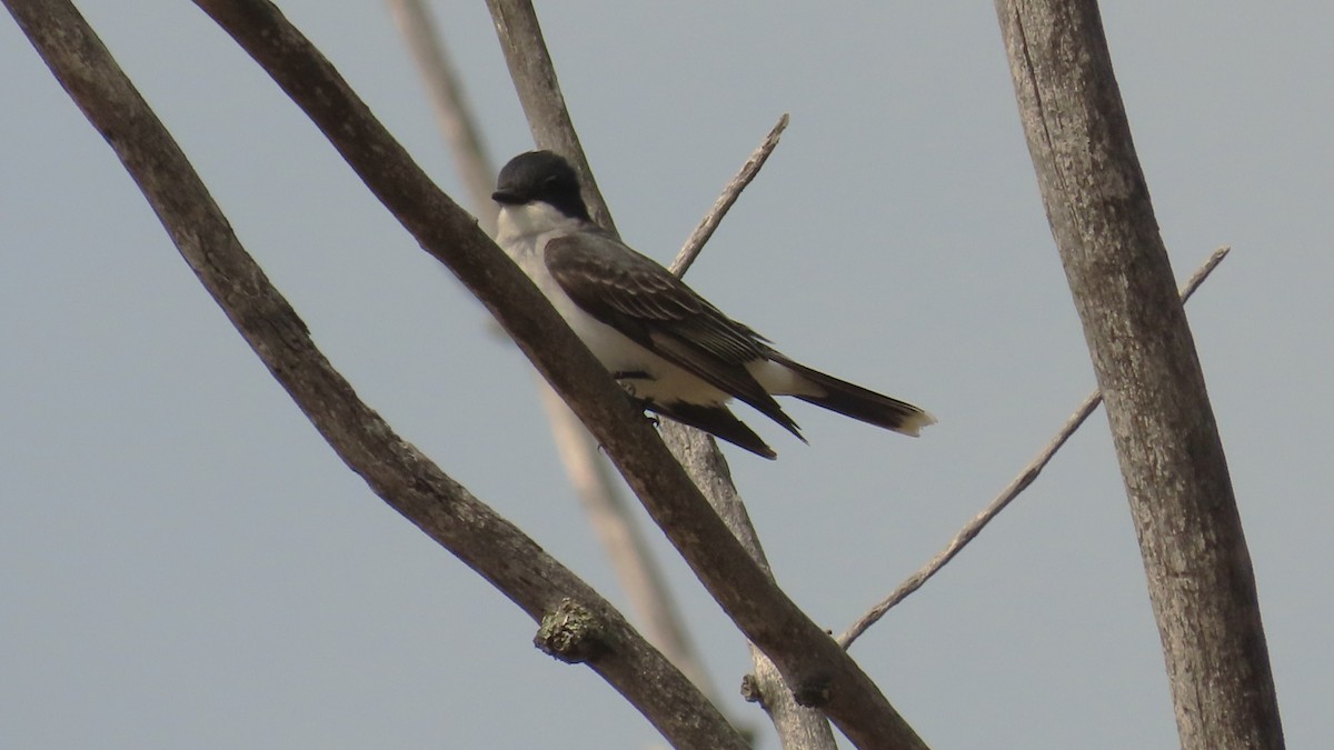 Eastern Kingbird - ML657945133