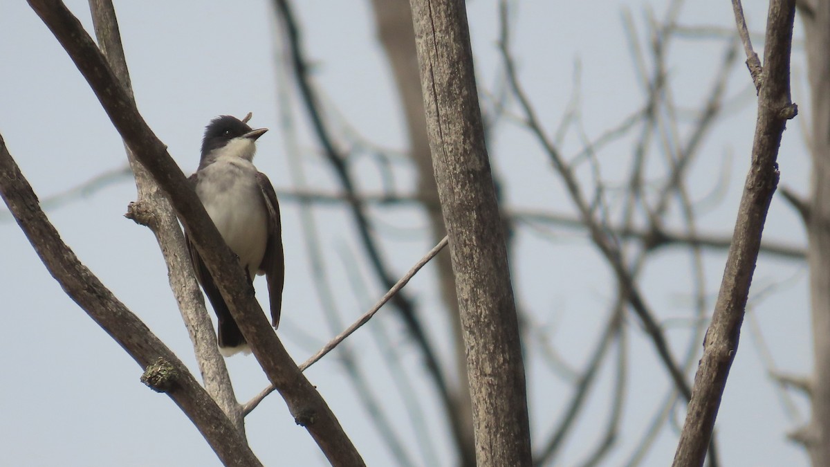Eastern Kingbird - ML657945134