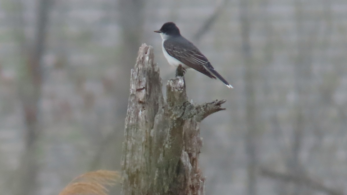 Eastern Kingbird - ML657945135