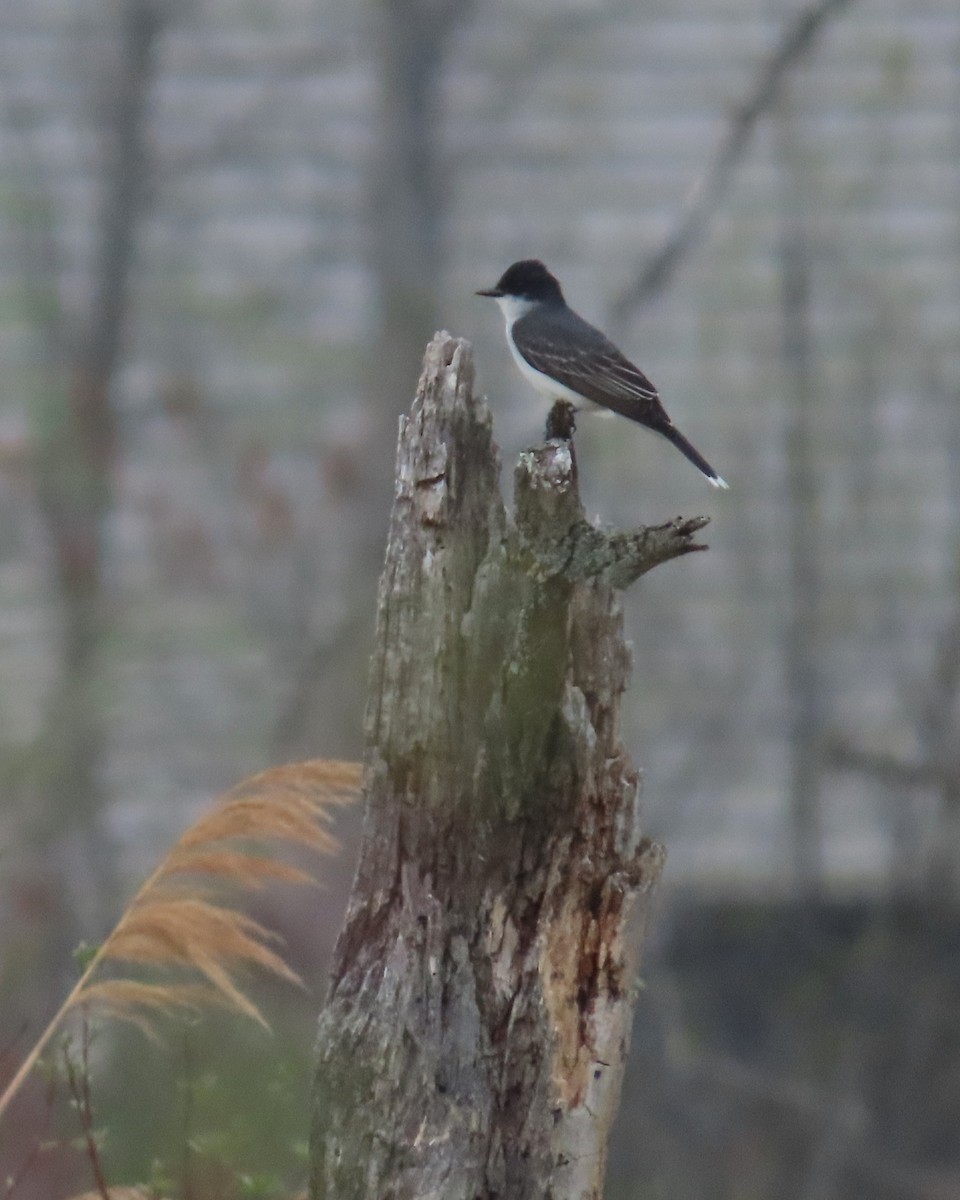 Eastern Kingbird - ML657945136