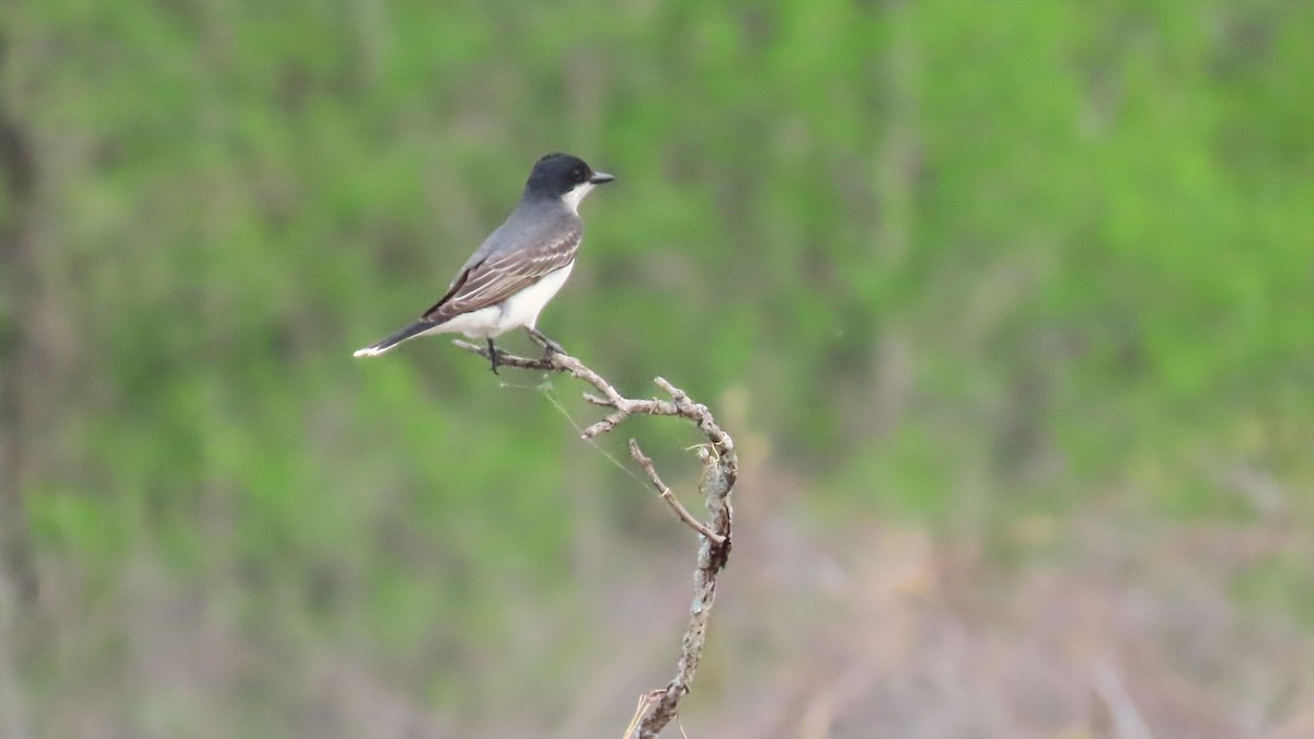 Eastern Kingbird - ML657945137