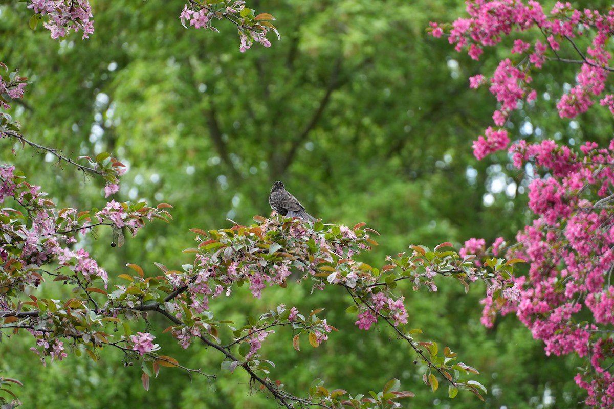 שחרורית אדומת-כנף - ML657945435
