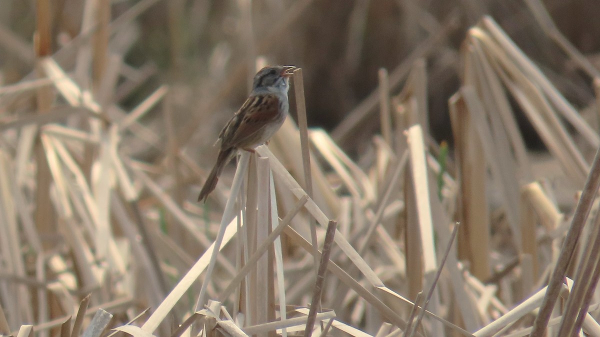 Swamp Sparrow - ML657945502