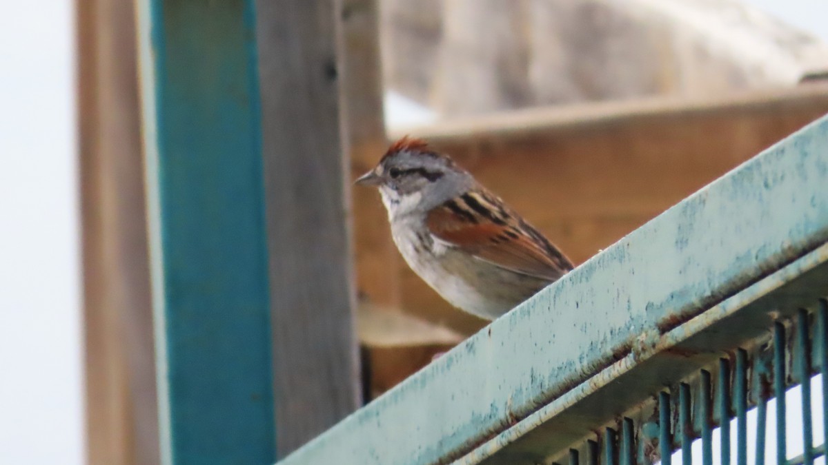 Swamp Sparrow - ML657945503