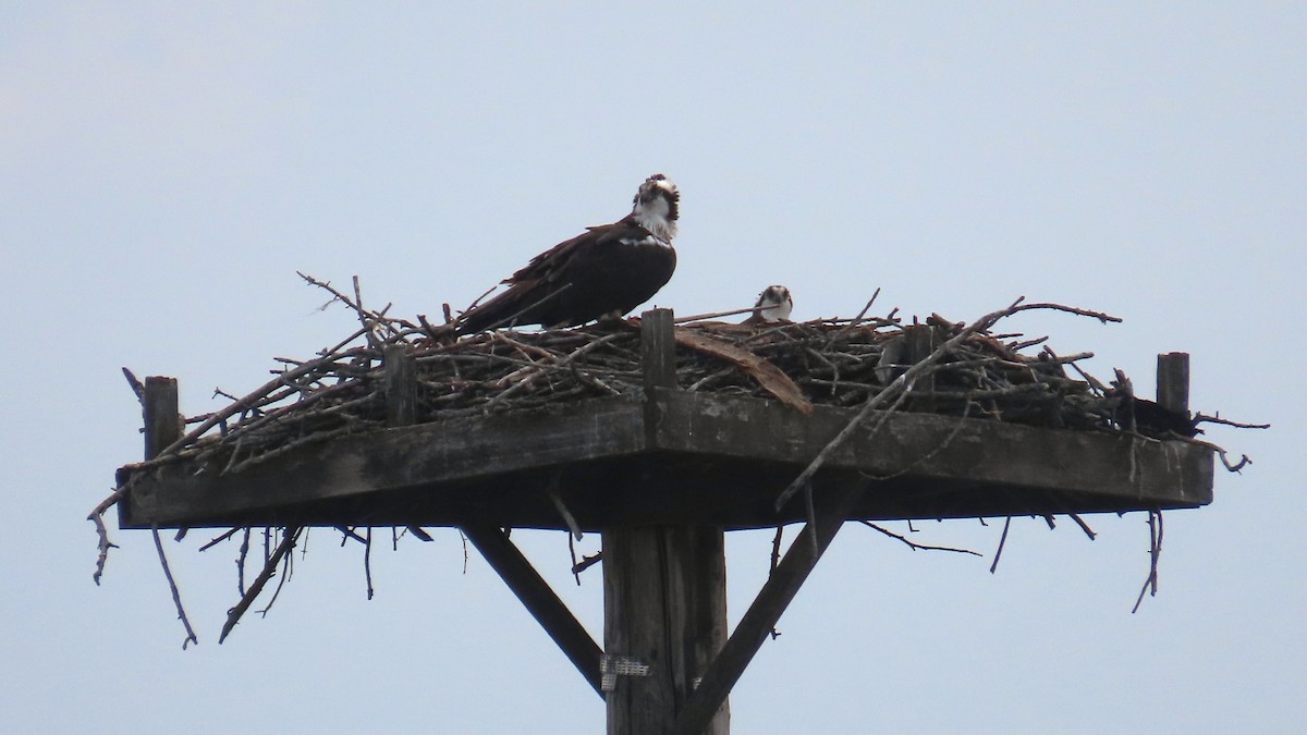 Osprey - ML657945518