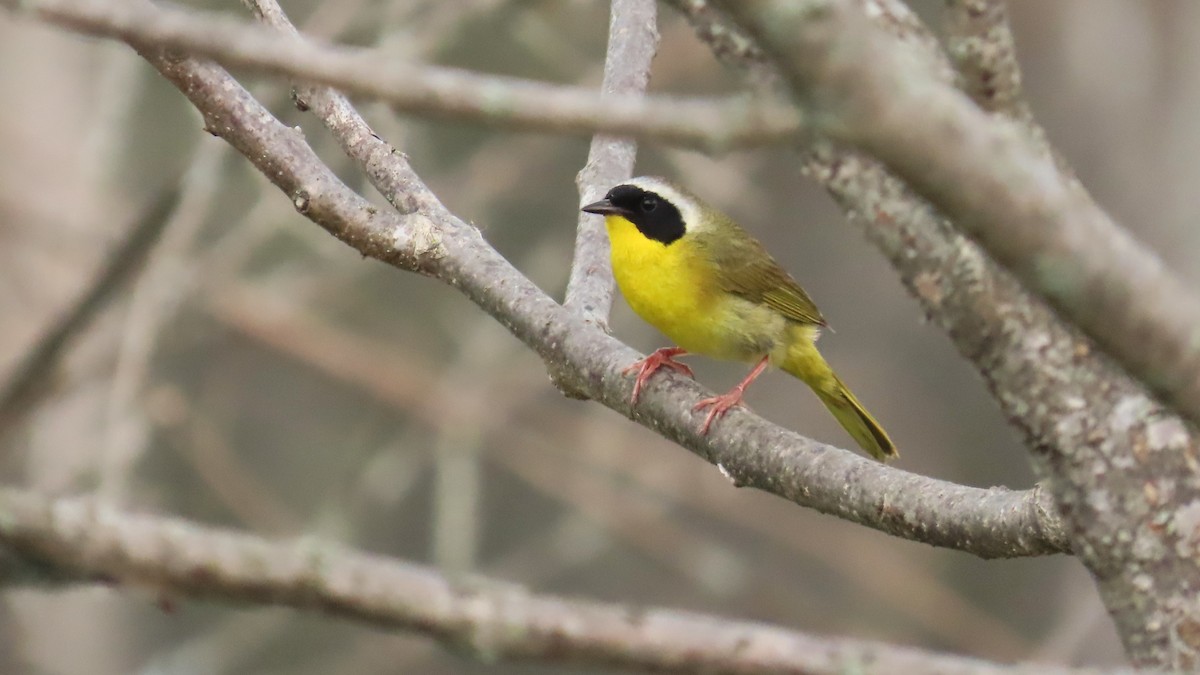 Common Yellowthroat - ML657945719