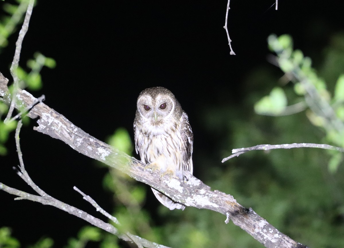 Mottled Owl - ML657946344
