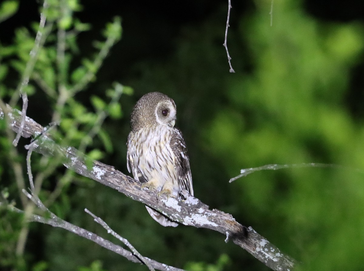 Mottled Owl - ML657946345