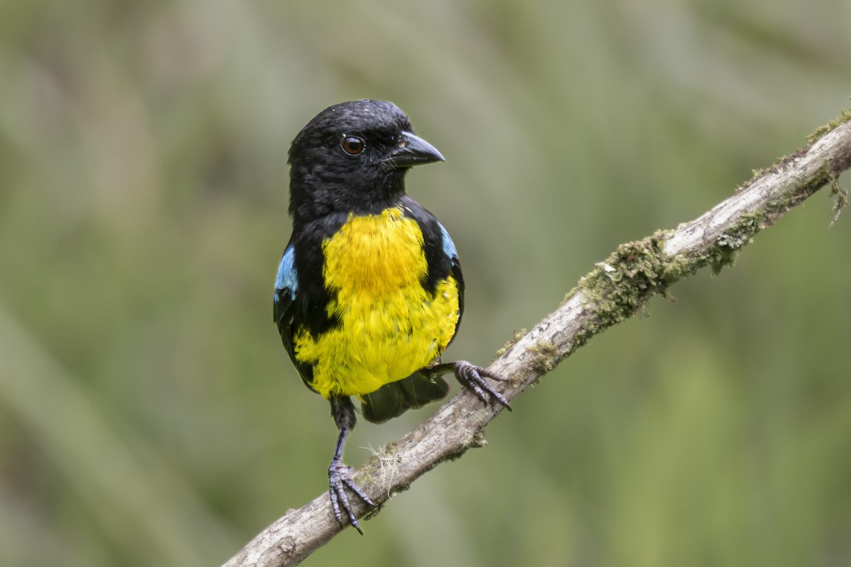 Black-and-gold Tanager - ML657946472