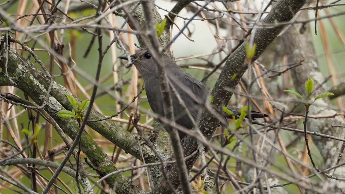 Gray Catbird - ML657946493