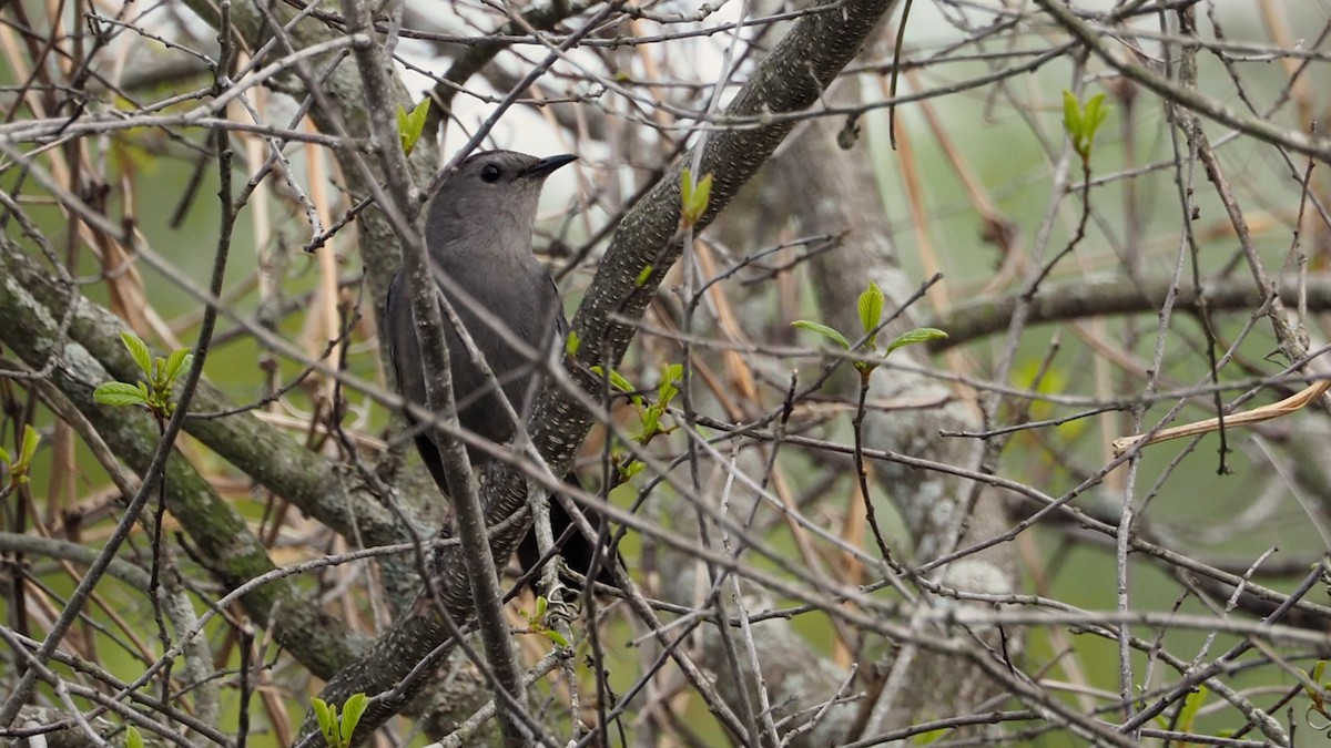 Gray Catbird - ML657946494