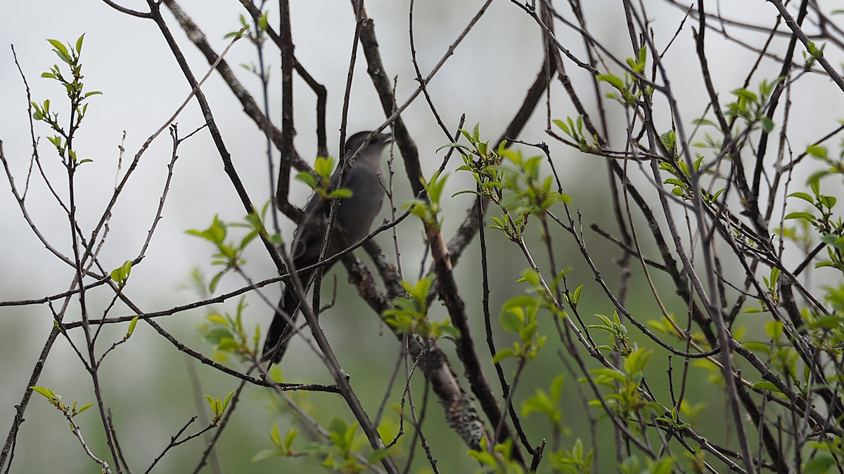 Gray Catbird - ML657946496