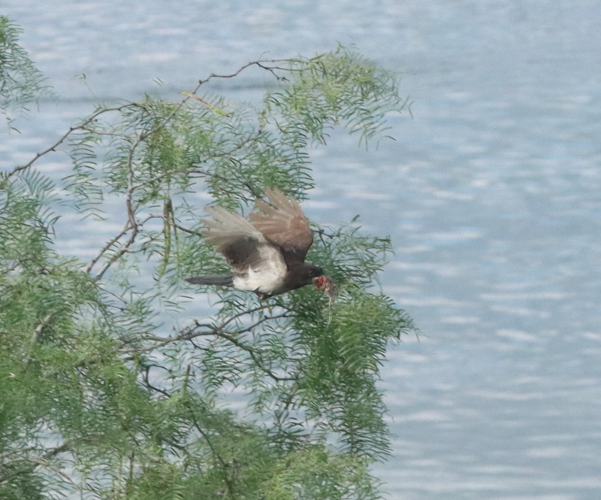 Brown Jay - ML657946720