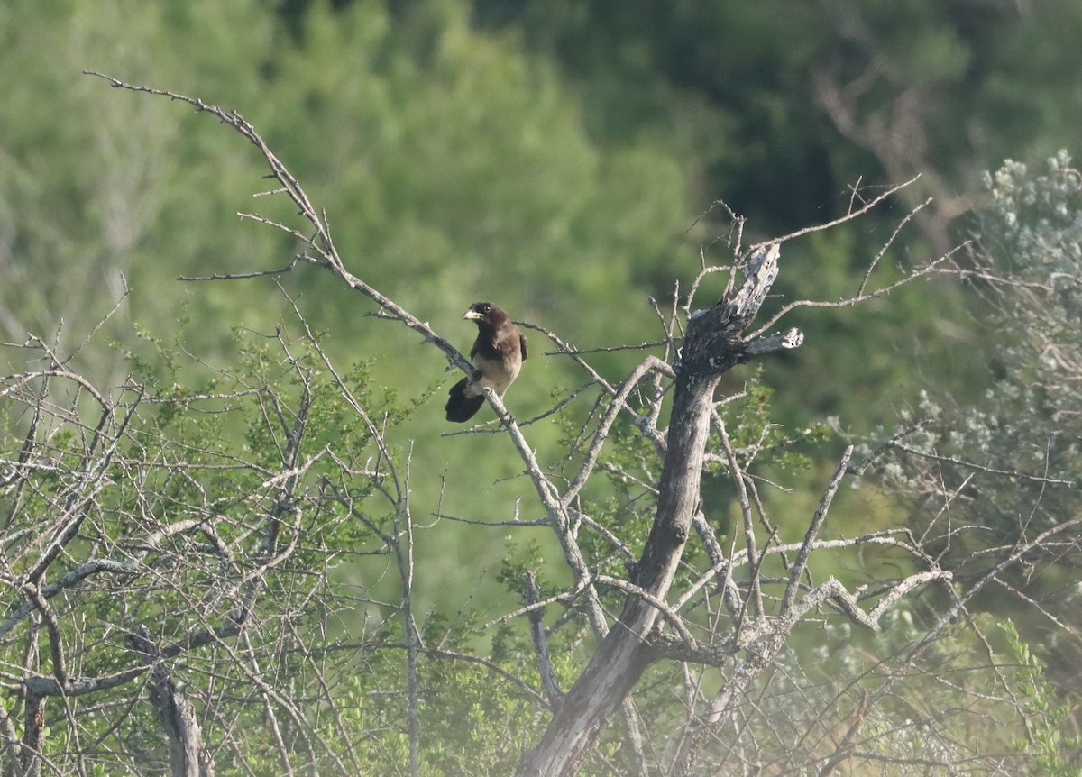 Brown Jay - ML657946722