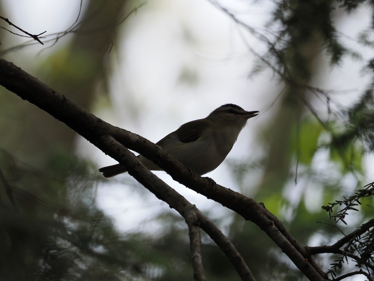 Red-eyed Vireo - ML657947043
