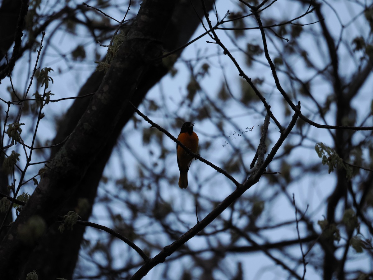 Baltimore Oriole - ML657947122