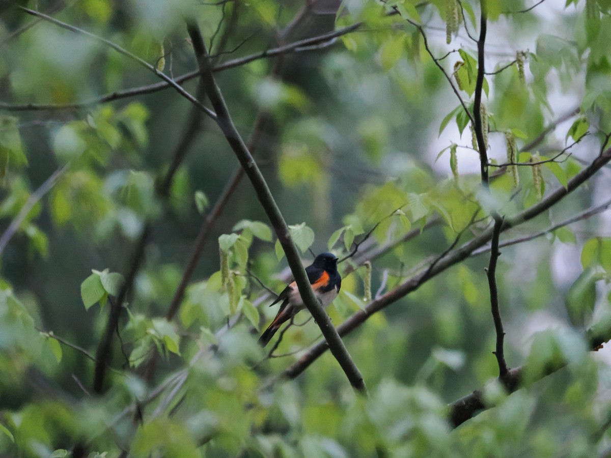 American Redstart - ML657947186