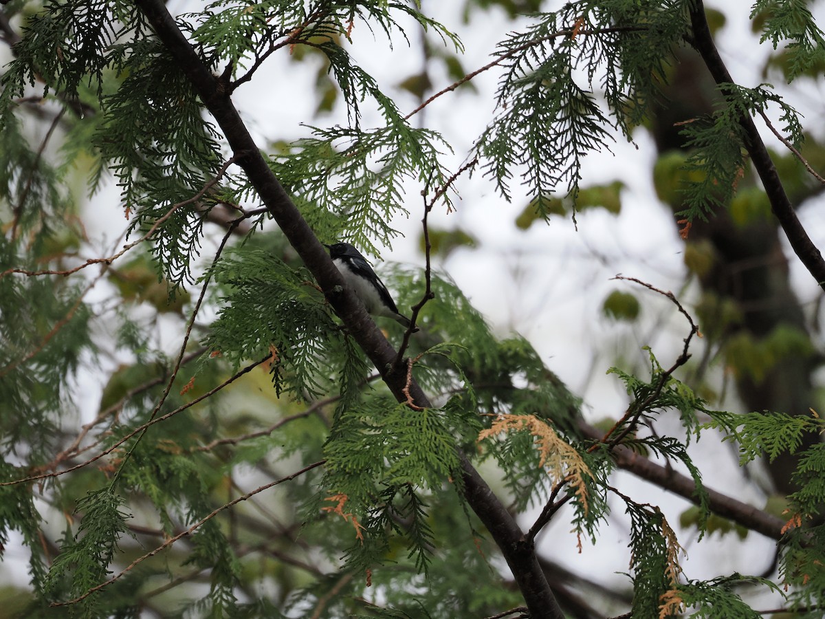 Black-throated Blue Warbler - ML657947220