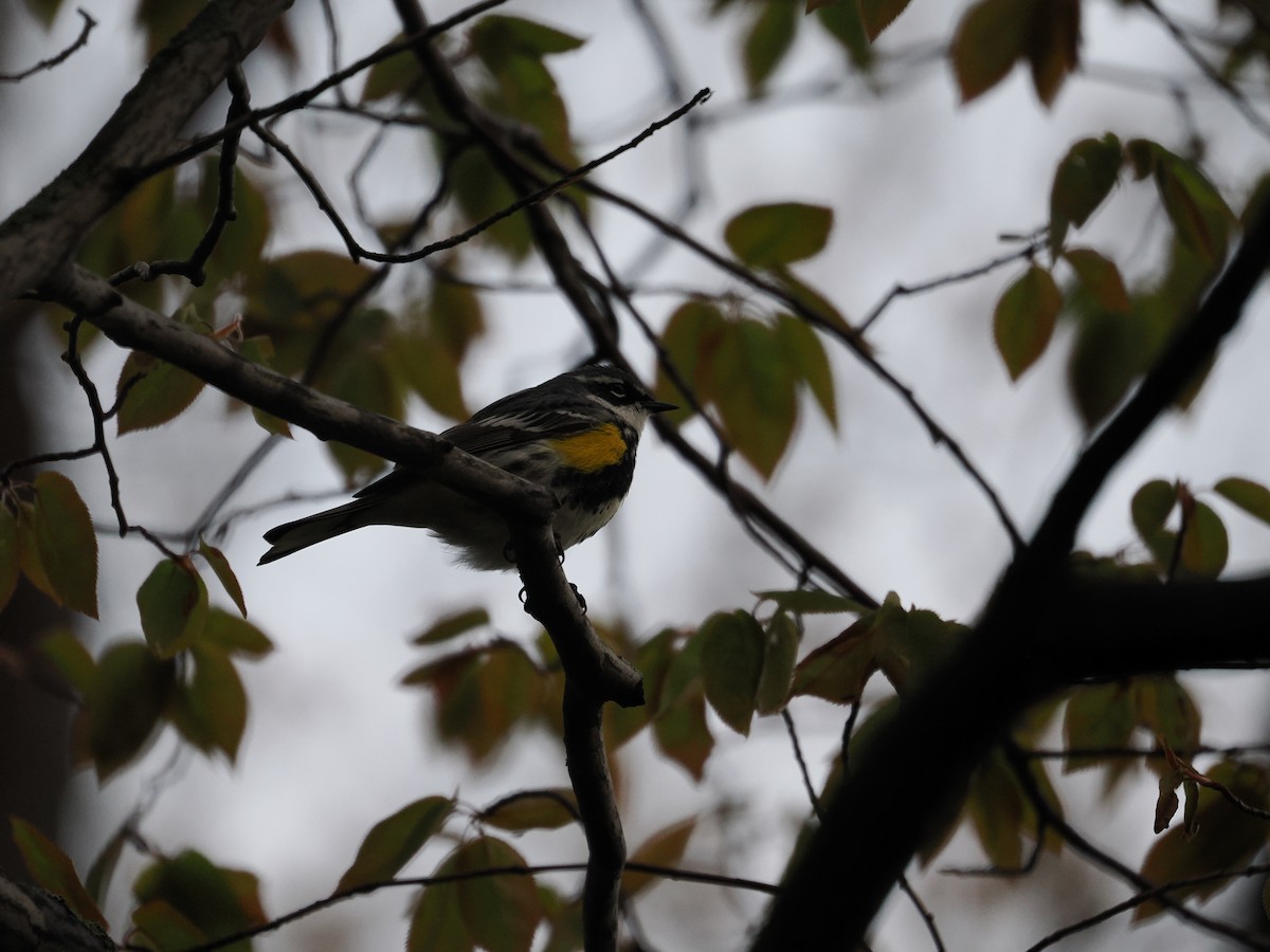 Yellow-rumped Warbler - ML657947291