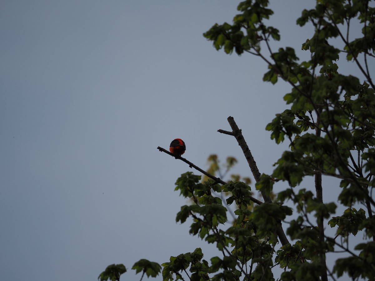 Scarlet Tanager - ML657947327
