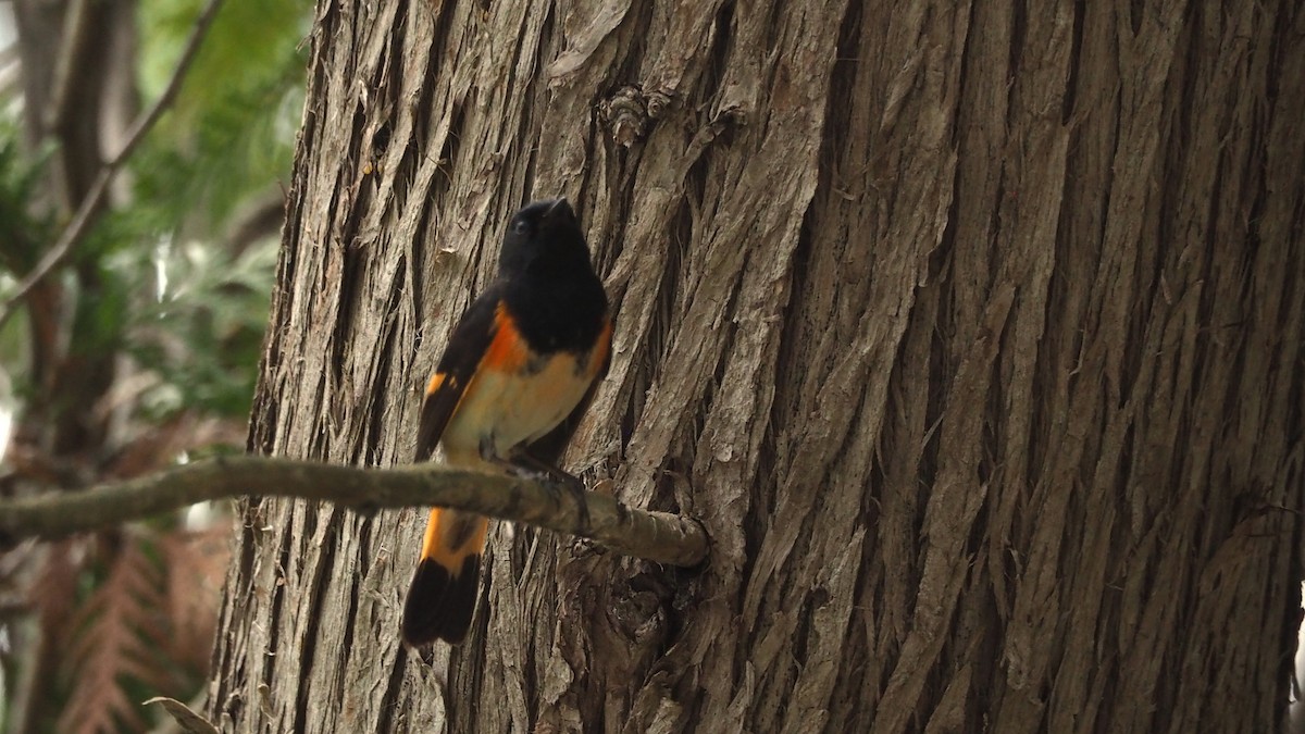 American Redstart - ML657947518