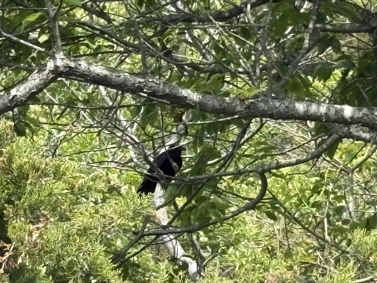 Fish Crow - ML657947790