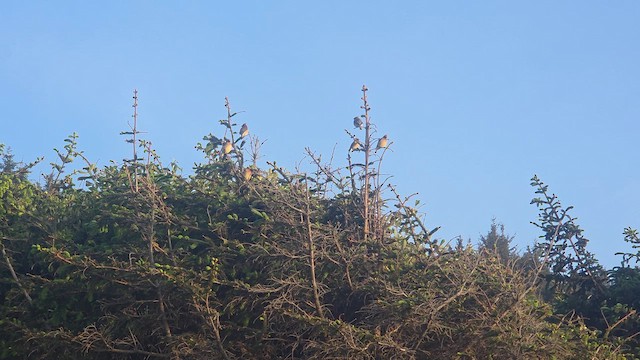 Cedar Waxwing - ML657949018