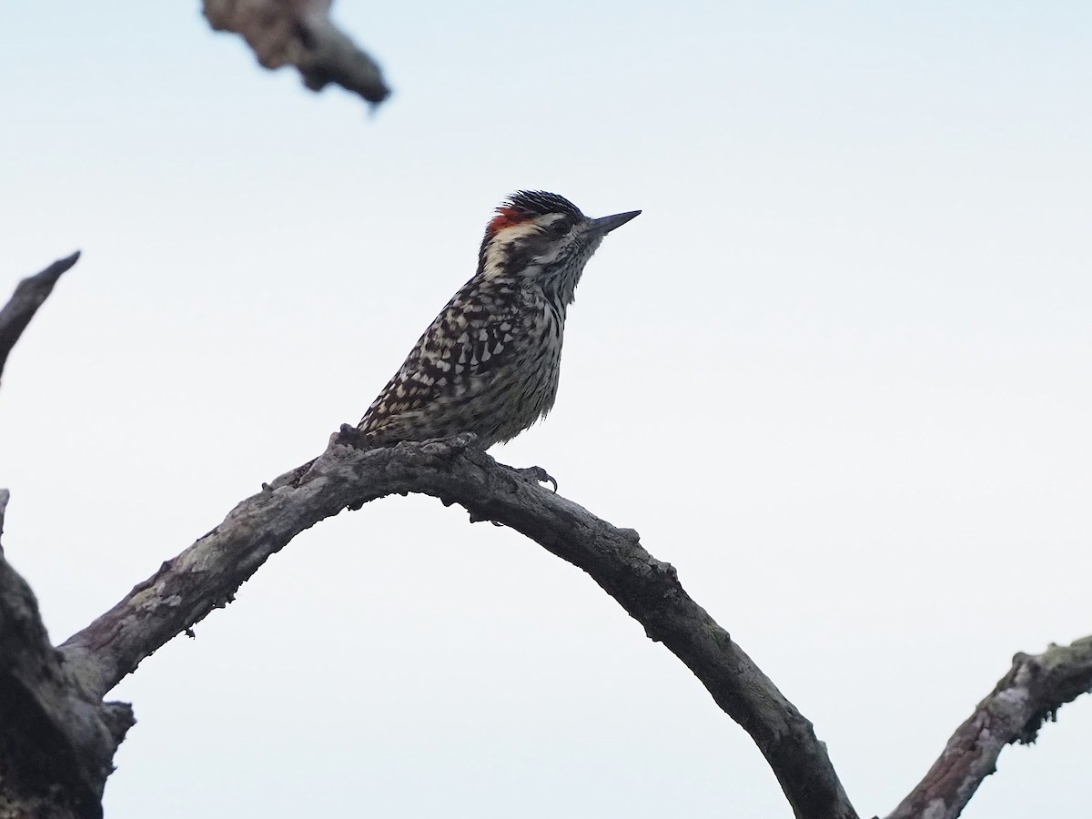 Checkered Woodpecker - ML657949781