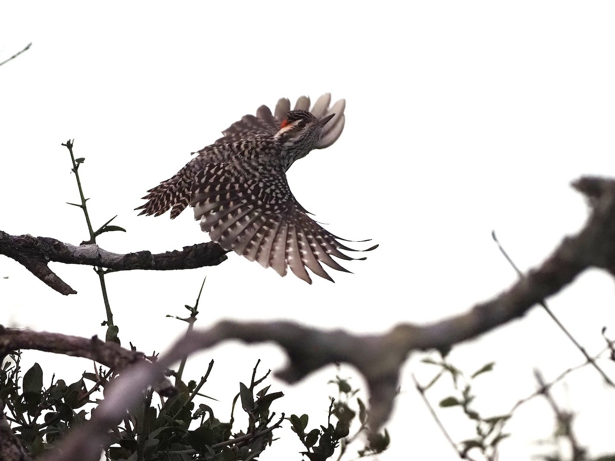 Checkered Woodpecker - ML657949782