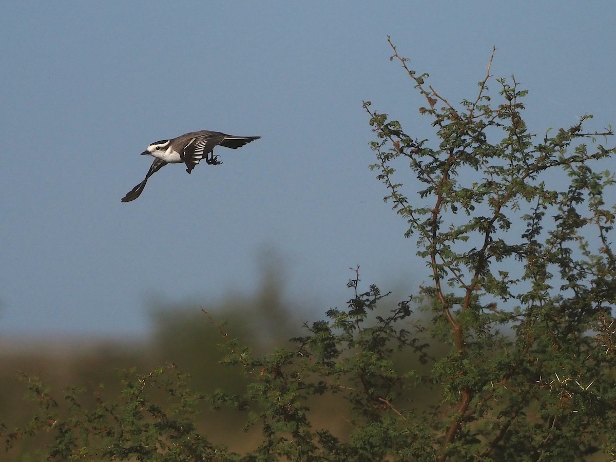 Black-crowned Monjita - ML657949836