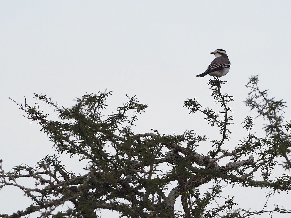 Black-crowned Monjita - ML657949837