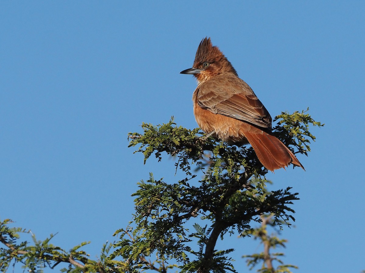 Brown Cacholote - ML657949882