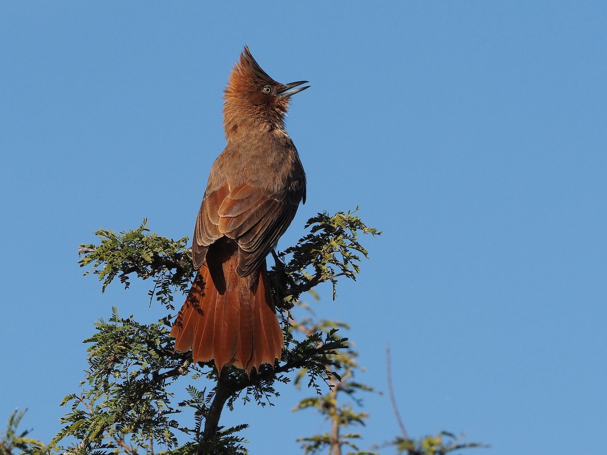 Brown Cacholote - ML657949883