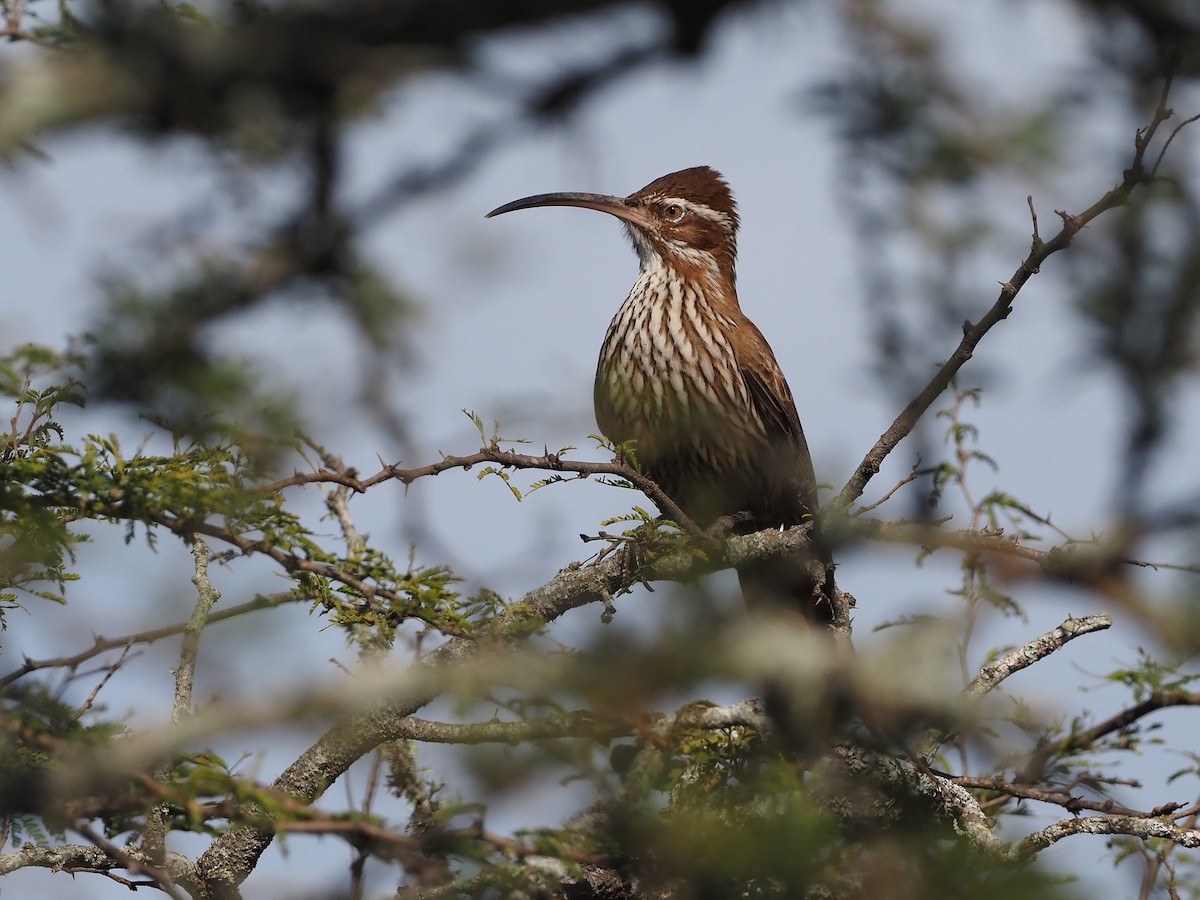 Scimitar-billed Woodcreeper - ML657949895