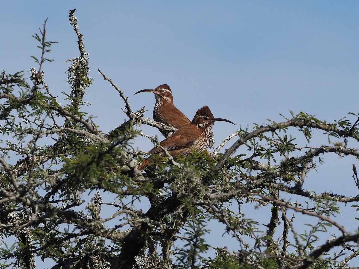Scimitar-billed Woodcreeper - ML657949896