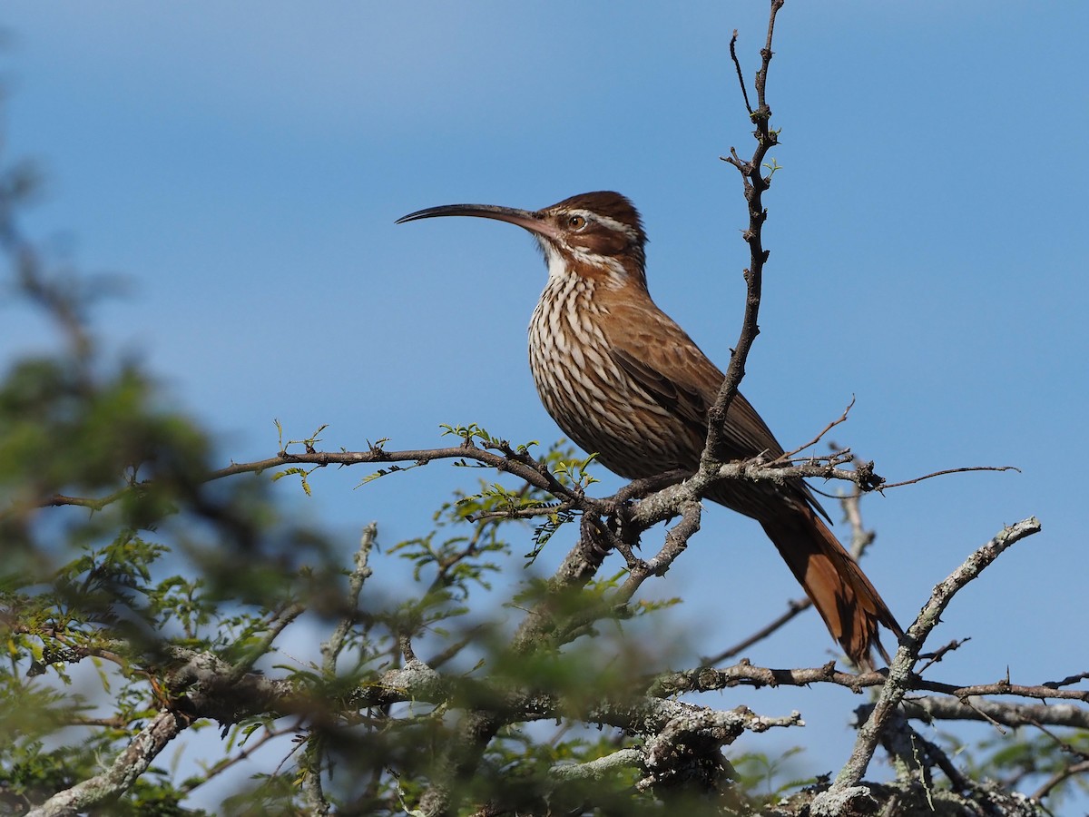 Scimitar-billed Woodcreeper - ML657949897