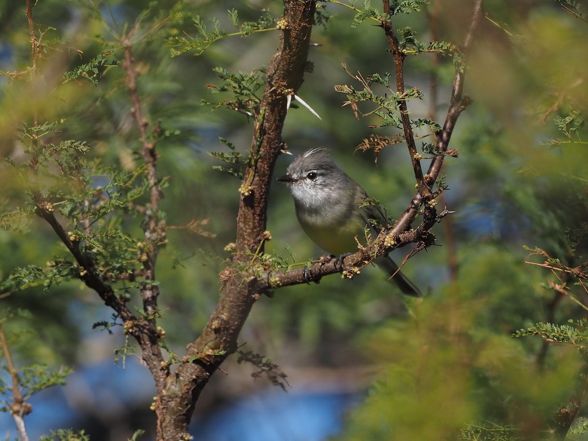 Straneck's Tyrannulet - ML657950062