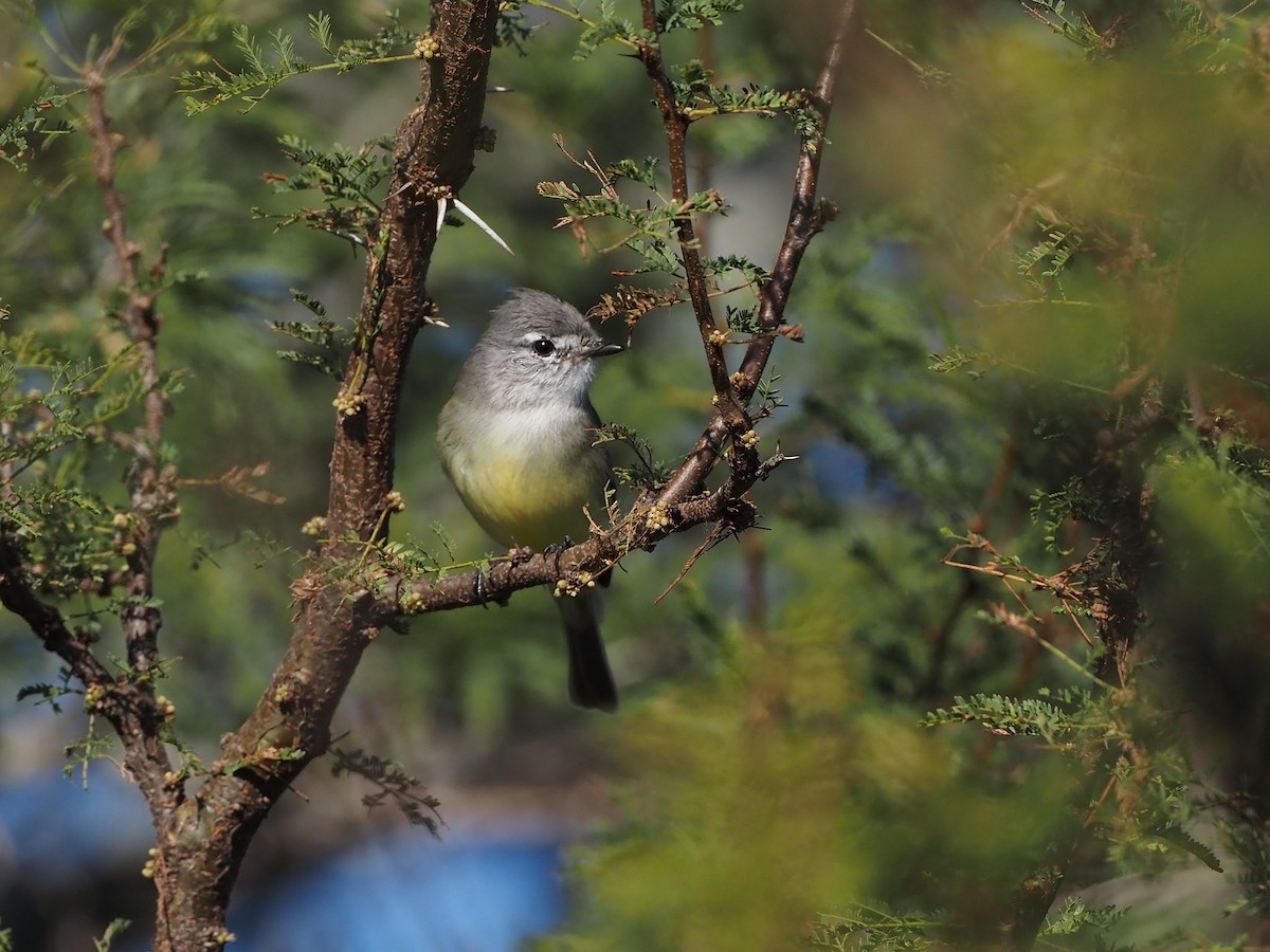 Straneck's Tyrannulet - ML657950063