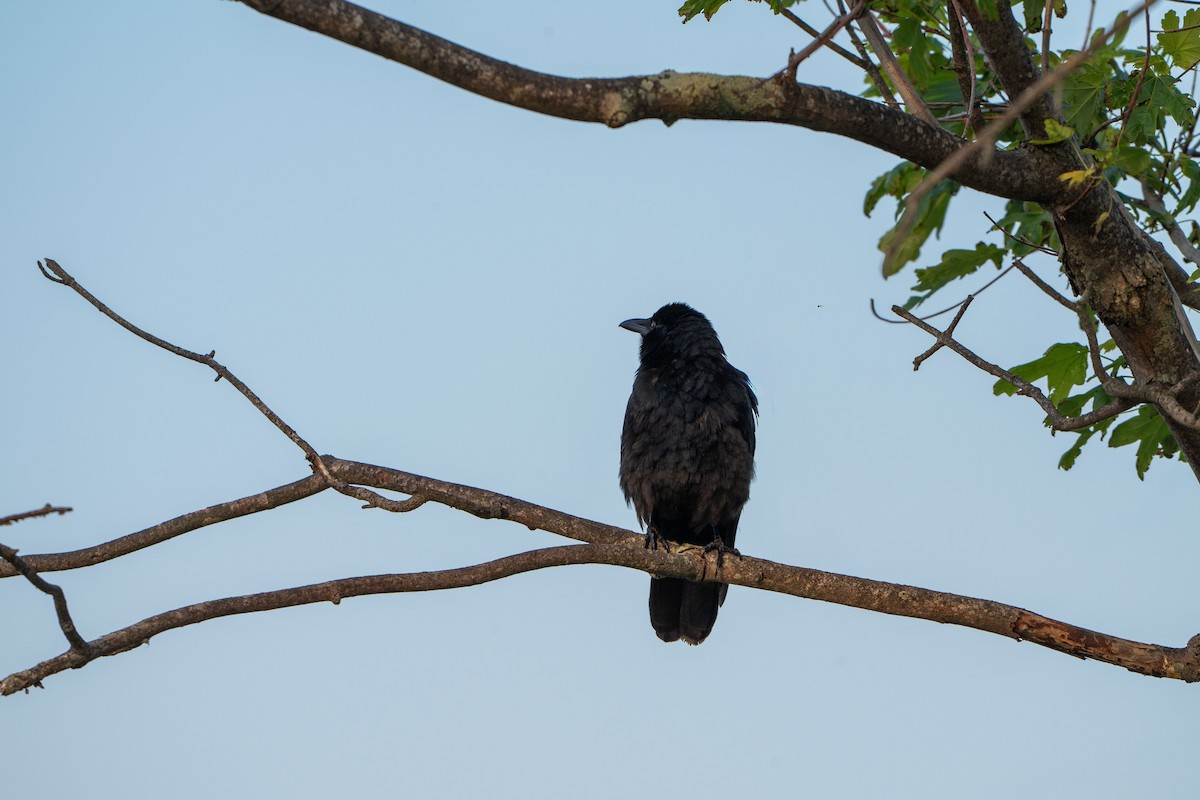 Fish Crow - ML657950619