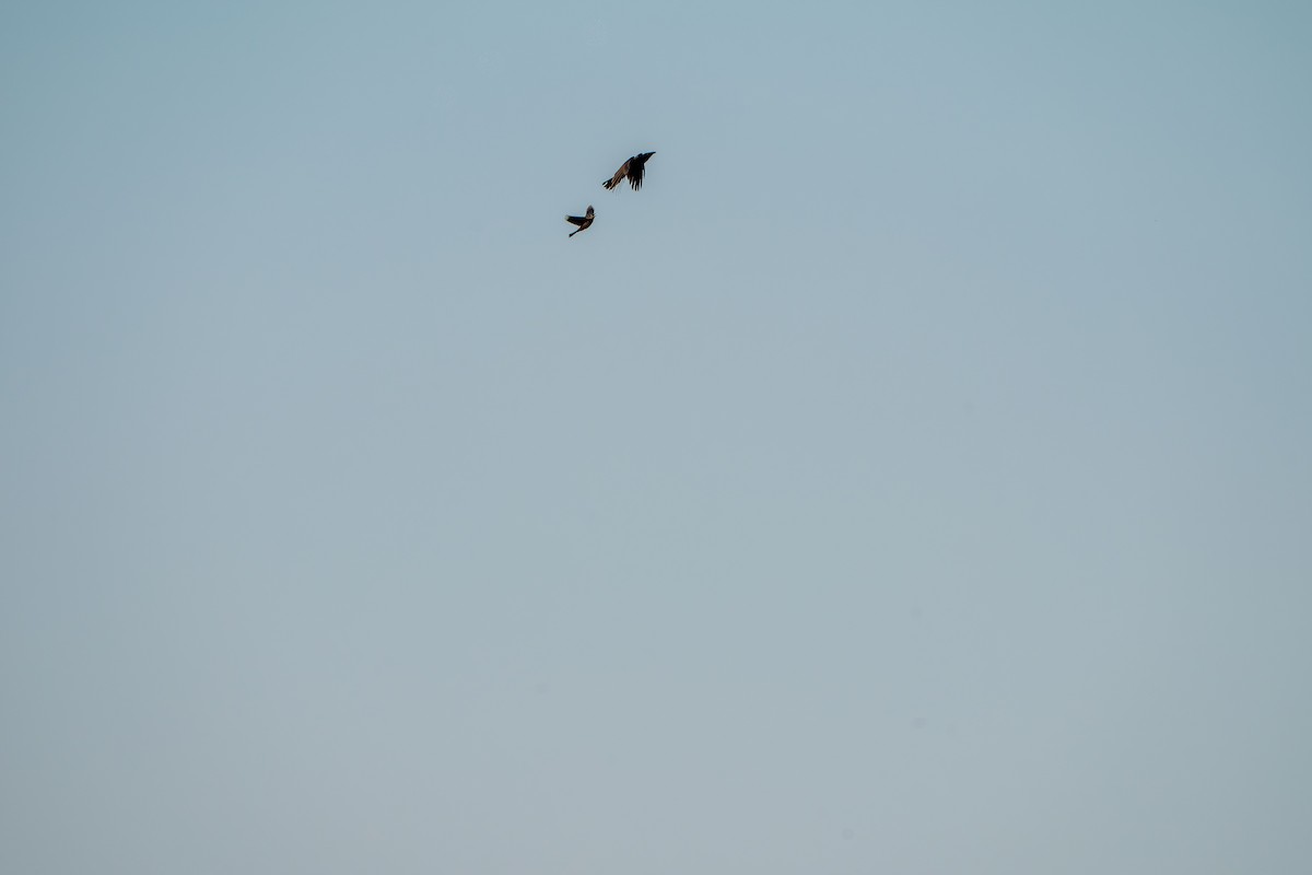 Fish Crow - ML657950638