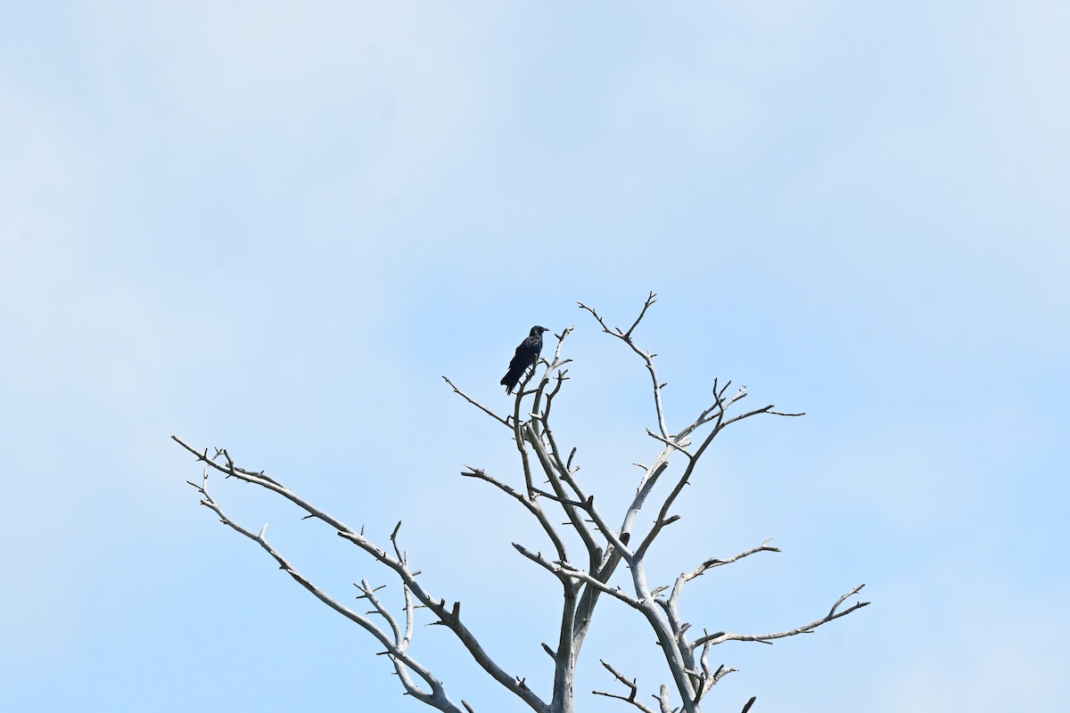 Fish Crow - ML657950723