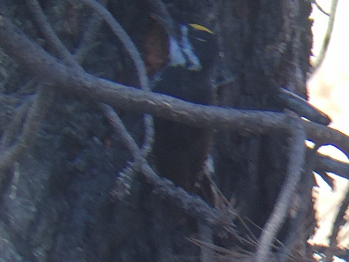 Black-backed Woodpecker - Susan Steele